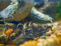 alligator snapping turtle peoria ill.jpg alligator snapping turtle peoria ill.jpg